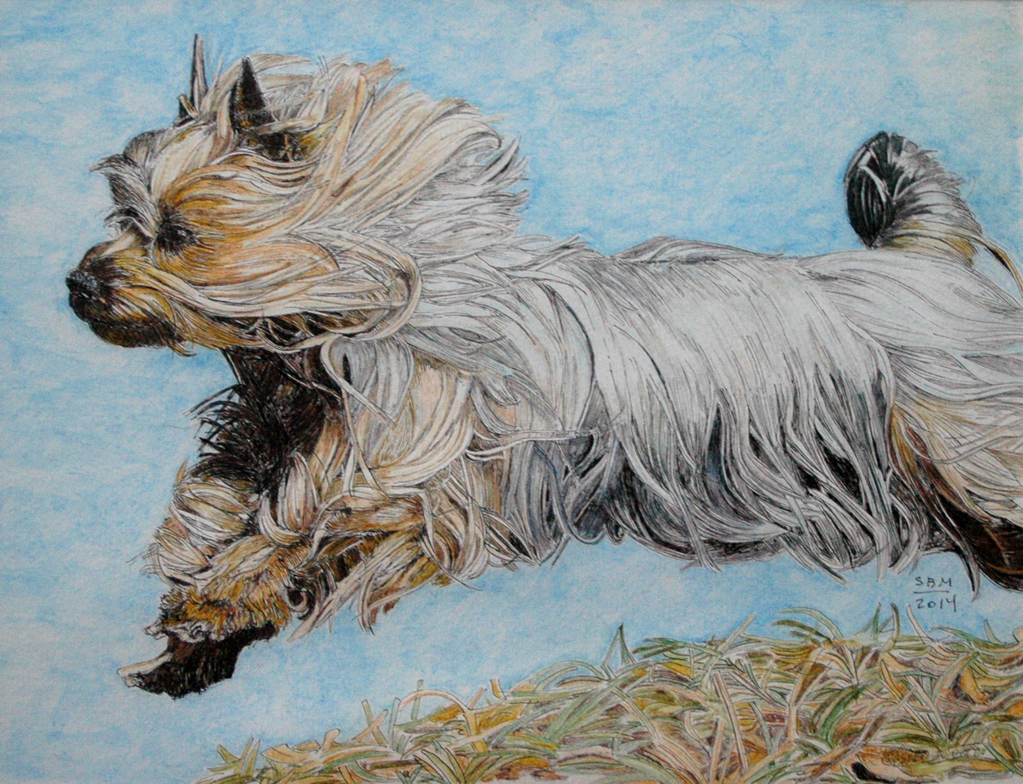 Silky Terrier painting